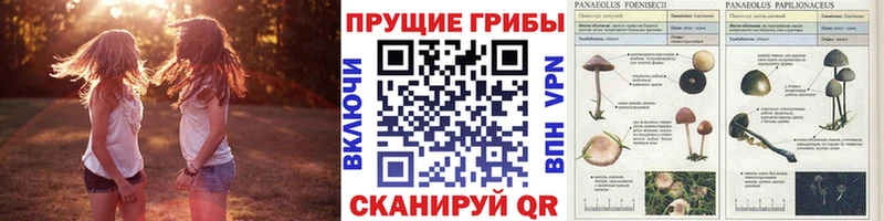 наркошоп  Данков  Галлюциногенные грибы прущие грибы 